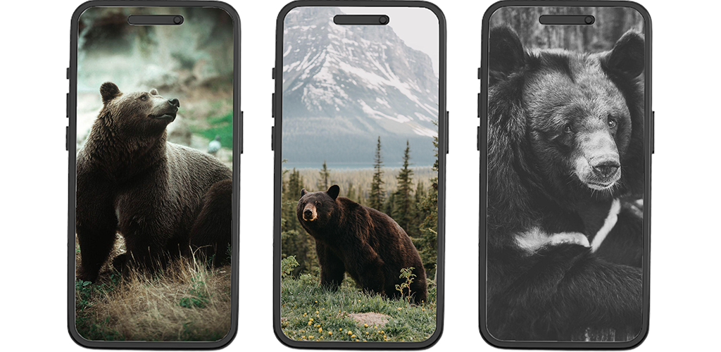 Bear wallpapers